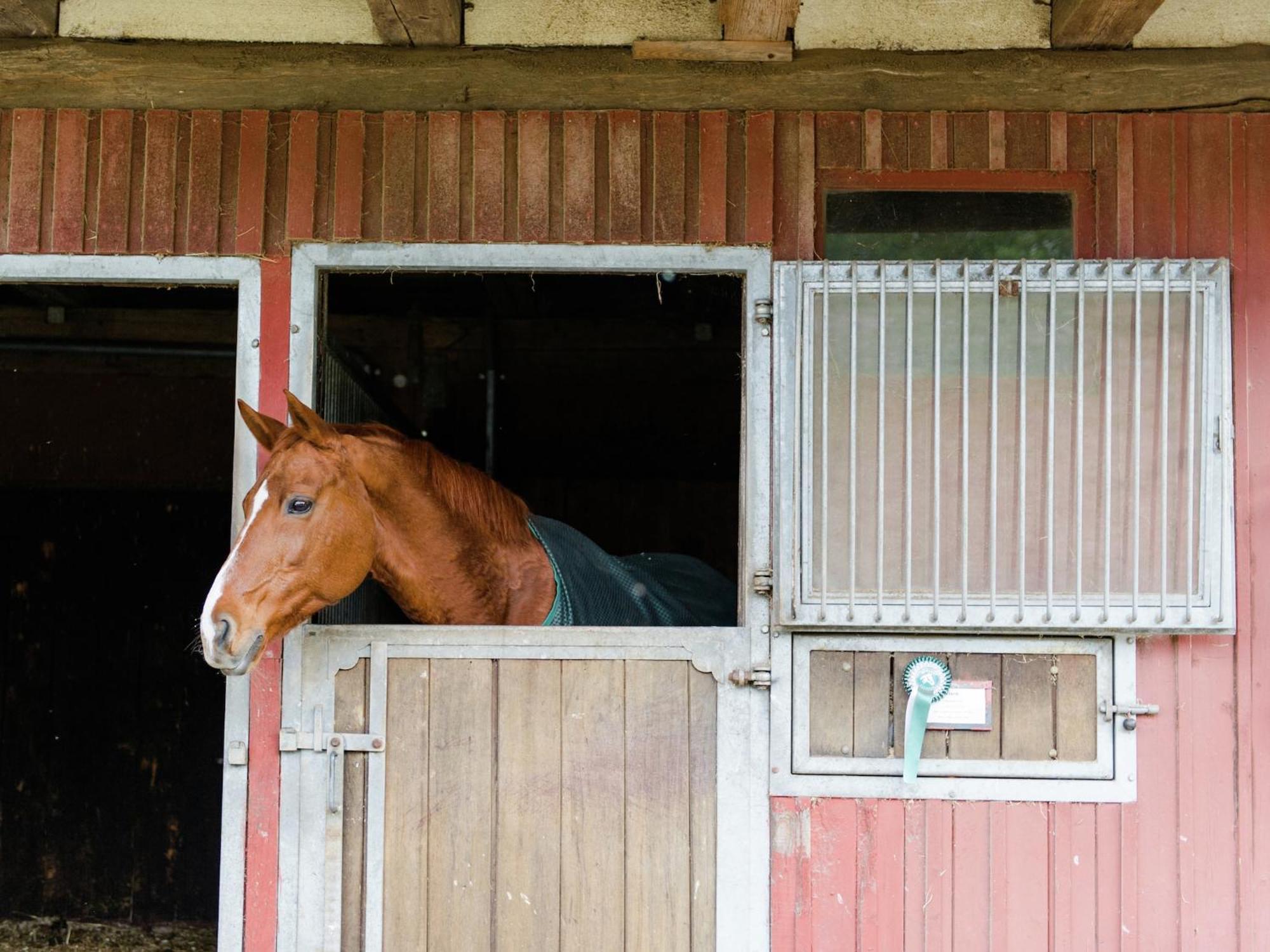 Cozy Holiday Home On A Horse Farm In The L Neburg Heath Eschede Exteriér fotografie