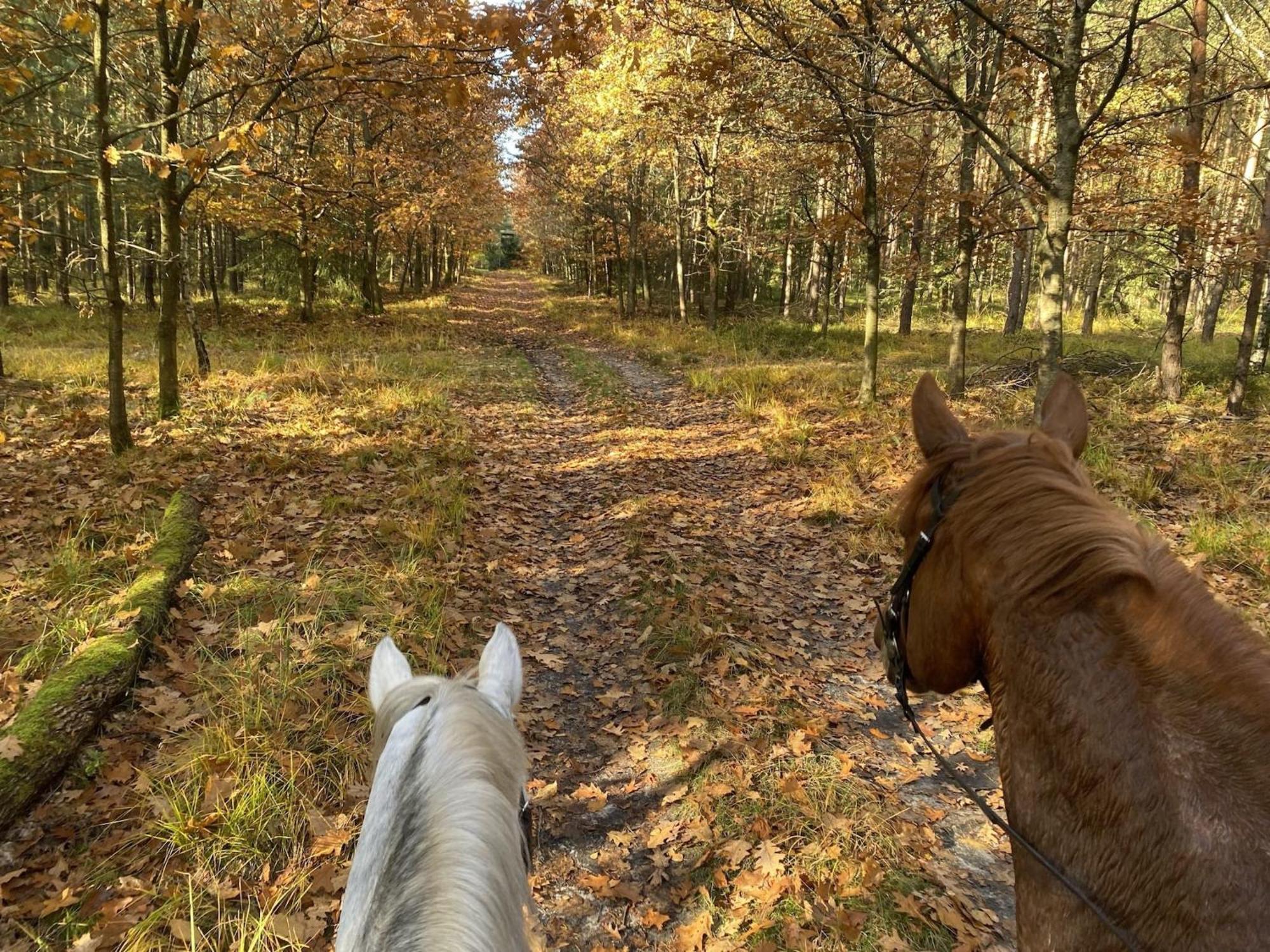 Cozy Holiday Home On A Horse Farm In The L Neburg Heath Eschede Exteriér fotografie